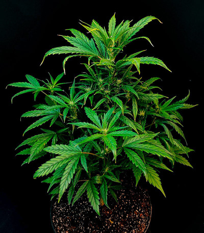 Сорт Apple Strudel Auto fem (FastBuds) Сорт Apple Strudel Auto fem (FastBuds) — изображение 8