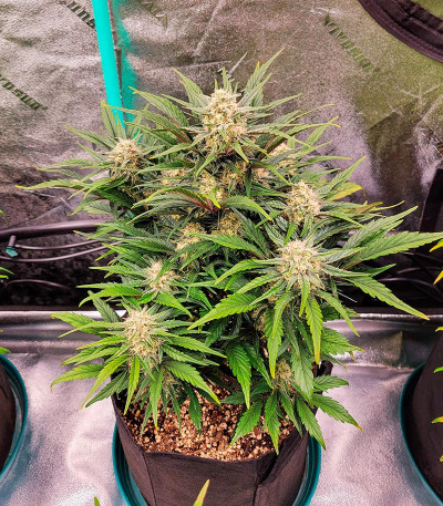 Сорт Apple Strudel Auto fem (FastBuds) Сорт Apple Strudel Auto fem (FastBuds) — изображение 7