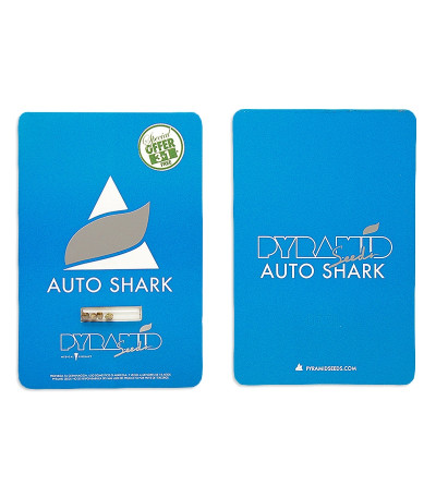 Сорт Auto Shark fem (Pyramid Seeds) Сорт Auto Shark fem (Pyramid Seeds) — изображение 2
