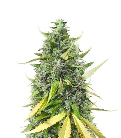 Сорт Dessert Mix fem (Herbies Seeds) Сорт Dessert Mix fem (Herbies Seeds) — изображение 6