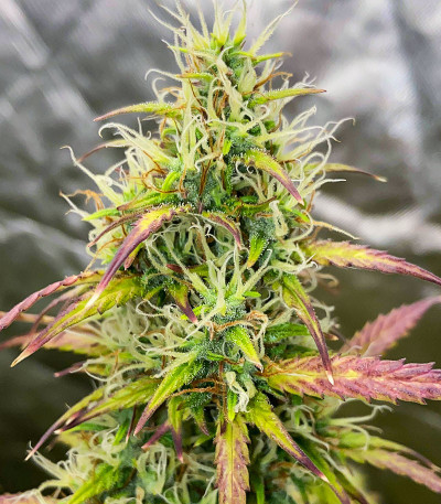Сорт Banana Purple Punch Auto fem (FastBuds) Сорт Banana Purple Punch Auto fem (FastBuds) — изображение 3