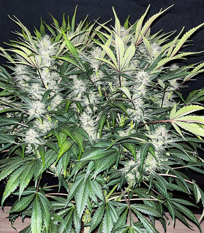 Сорт Banana Purple Punch Auto fem (FastBuds) Сорт Banana Purple Punch Auto fem (FastBuds) — изображение 4