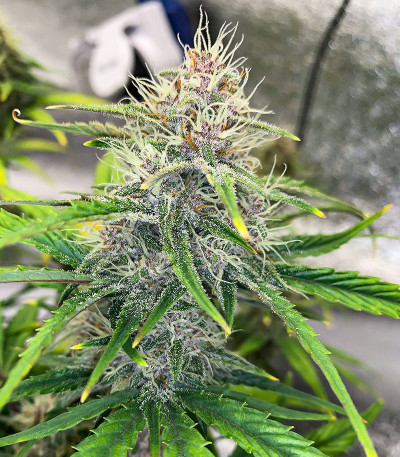 Сорт Banana Purple Punch Auto fem (FastBuds) Сорт Banana Purple Punch Auto fem (FastBuds) — изображение 5