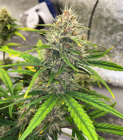 Сорт Banana Purple Punch Auto fem (FastBuds) Сорт Banana Purple Punch Auto fem (FastBuds) — изображение 7