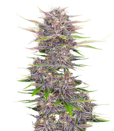 Сорт Banana Purple Punch Auto fem (FastBuds) Сорт Banana Purple Punch Auto fem (FastBuds)