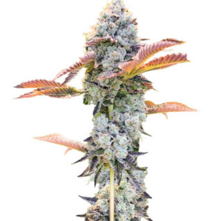 Сорт Bay Burger fem (Delicious Seeds) Сорт Bay Burger fem (Delicious Seeds)