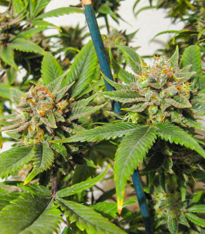 Сорт Blackberry Moonrocks fem (AlphaFem Seeds) Сорт Blackberry Moonrocks fem (AlphaFem Seeds) — изображение 3