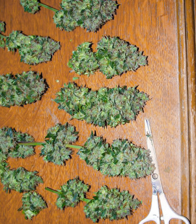 Сорт Blackberry Moonrocks fem (AlphaFem Seeds) Сорт Blackberry Moonrocks fem (AlphaFem Seeds) — изображение 4