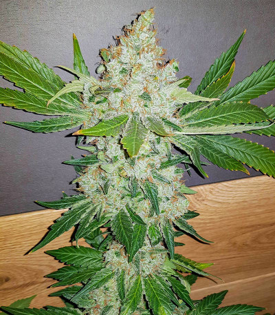 Сорт Blackberry Moonrocks fem (AlphaFem Seeds) Сорт Blackberry Moonrocks fem (AlphaFem Seeds) — изображение 5