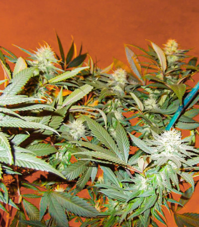 Сорт Blackberry Moonrocks fem (AlphaFem Seeds) Сорт Blackberry Moonrocks fem (AlphaFem Seeds) — изображение 6