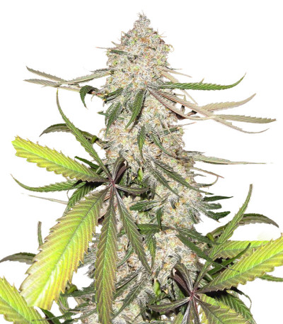 Сорт Blackberry Moonrocks fem (AlphaFem Seeds) Сорт Blackberry Moonrocks fem (AlphaFem Seeds)