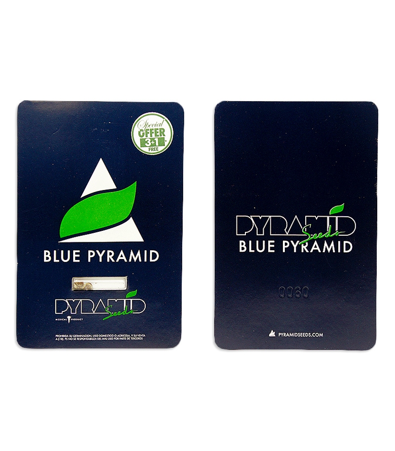 Сорт Blue Pyramid fem (Pyramid Seeds) Сорт Blue Pyramid fem (Pyramid Seeds) — изображение 2