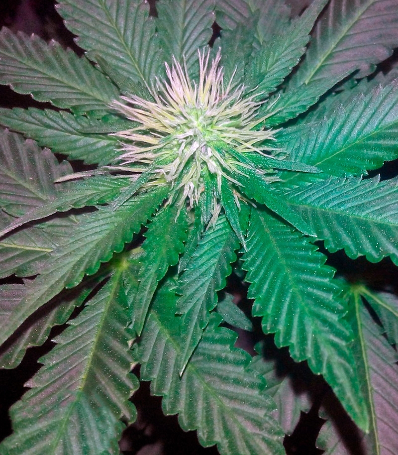 Сорт Blue Pyramid fem (Pyramid Seeds) Сорт Blue Pyramid fem (Pyramid Seeds) — изображение 3