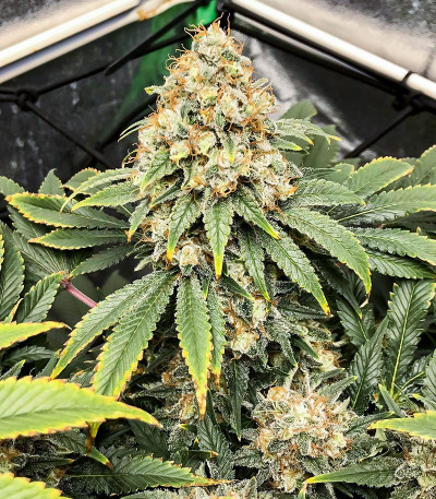 Сорт Blueberry OG fem (AlphaFem Seeds) Сорт Blueberry OG fem (AlphaFem Seeds) — изображение 3