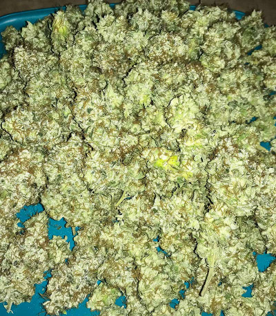 Сорт Blueberry OG fem (AlphaFem Seeds) Сорт Blueberry OG fem (AlphaFem Seeds) — изображение 7