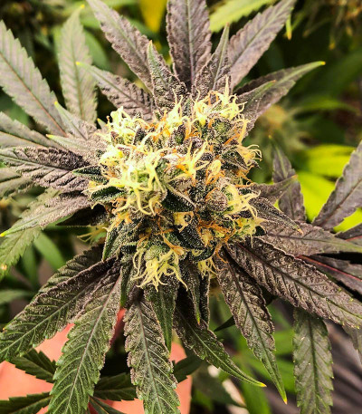 Сорт Blueberry OG fem (AlphaFem Seeds) Сорт Blueberry OG fem (AlphaFem Seeds) — изображение 5