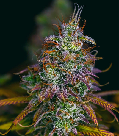 Сорт Blueberry OG fem (AlphaFem Seeds) Сорт Blueberry OG fem (AlphaFem Seeds) — изображение 6