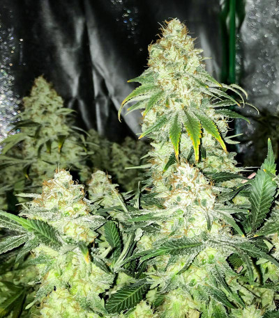 Сорт Blueberry OG fem (AlphaFem Seeds) Сорт Blueberry OG fem (AlphaFem Seeds) — изображение 4