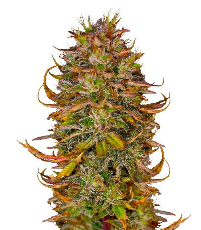 Сорт Blueberry OG fem (AlphaFem Seeds) Сорт Blueberry OG fem (AlphaFem Seeds)