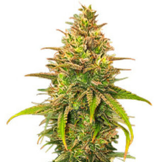 Сорт Bubble Gum Sherb fem (Blimburn Seeds) Сорт Bubble Gum Sherb fem (Blimburn Seeds)