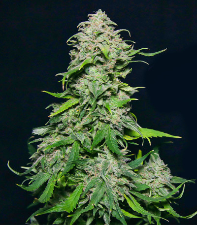 Сорт Chem Bomb Auto fem (Humboldt Seed Organization) Сорт Chem Bomb Auto fem (Humboldt Seed Organization) — изображение 4