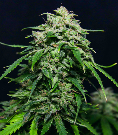 Сорт Chem Bomb Auto fem (Humboldt Seed Organization) Сорт Chem Bomb Auto fem (Humboldt Seed Organization) — изображение 5