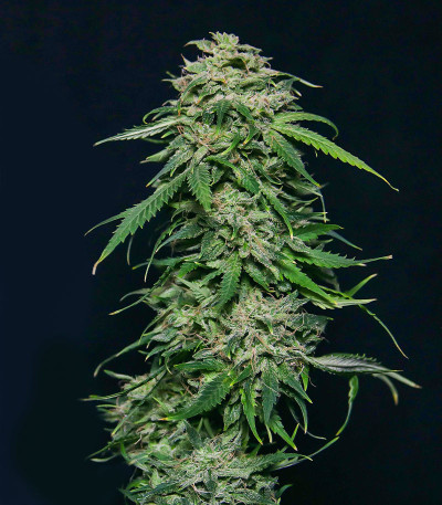 Сорт Chem Bomb Auto fem (Humboldt Seed Organization) Сорт Chem Bomb Auto fem (Humboldt Seed Organization) — изображение 6