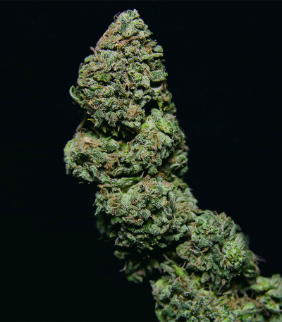 Сорт Chem Bomb Auto fem (Humboldt Seed Organization) Сорт Chem Bomb Auto fem (Humboldt Seed Organization) — изображение 7