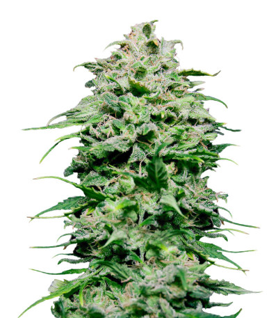 Сорт Chem Bomb Auto fem (Humboldt Seed Organization) Сорт Chem Bomb Auto fem (Humboldt Seed Organization)