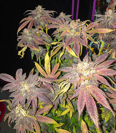 Сорт Dozy Breath fem (AlphaFem Seeds) Сорт Dozy Breath fem (AlphaFem Seeds) — изображение 3