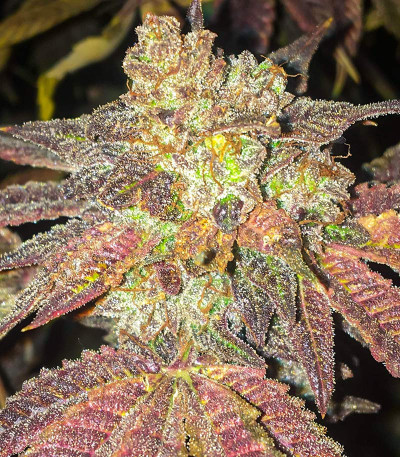 Сорт Dozy Breath fem (AlphaFem Seeds) Сорт Dozy Breath fem (AlphaFem Seeds) — изображение 5