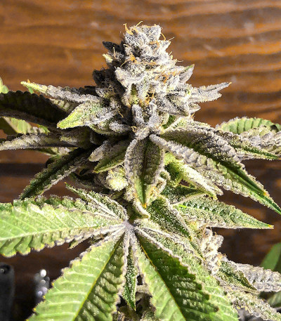 Сорт Dozy Breath fem (AlphaFem Seeds) Сорт Dozy Breath fem (AlphaFem Seeds) — изображение 4