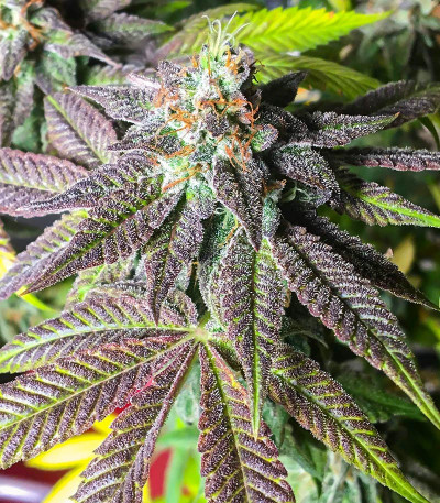 Сорт Dozy Breath fem (AlphaFem Seeds) Сорт Dozy Breath fem (AlphaFem Seeds) — изображение 6