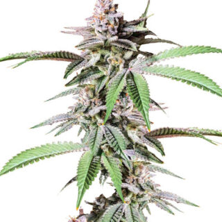 Сорт Dozy Breath fem (AlphaFem Seeds) Сорт Dozy Breath fem (AlphaFem Seeds)