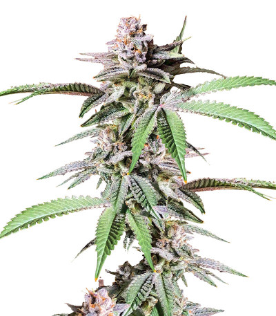 Сорт Dozy Breath fem (AlphaFem Seeds) Сорт Dozy Breath fem (AlphaFem Seeds)