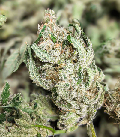 Сорт Dozy Cake fem (AlphaFem Seeds) Сорт Dozy Cake fem (AlphaFem Seeds) — изображение 3