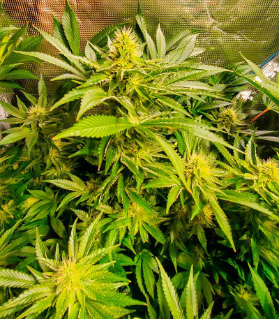 Сорт Dozy Cake fem (AlphaFem Seeds) Сорт Dozy Cake fem (AlphaFem Seeds) — изображение 6
