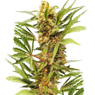 Сорт Dozy Cake fem (AlphaFem Seeds) Сорт Dozy Cake fem (AlphaFem Seeds)