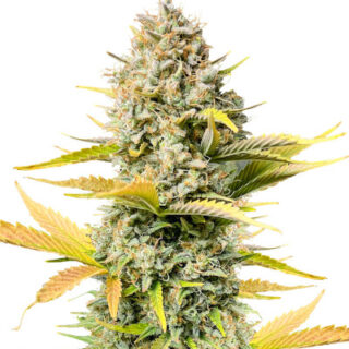 Сорт Dozy Sith fem (AlphaFem Seeds) Сорт Dozy Sith fem (AlphaFem Seeds)