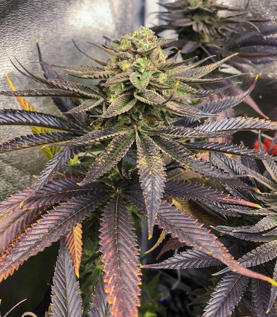 Сорт Dozywelly OG fem (AlphaFem Seeds) Сорт Dozywelly OG fem (AlphaFem Seeds) — изображение 4