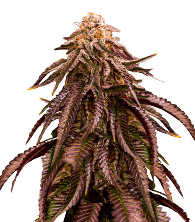 Сорт Dozywelly OG fem (AlphaFem Seeds) Сорт Dozywelly OG fem (AlphaFem Seeds)