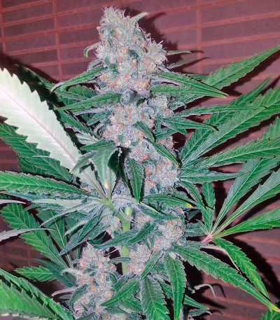 Сорт Exodus Cheese fem (GHS) Сорт Exodus Cheese fem (GHS) — изображение 3