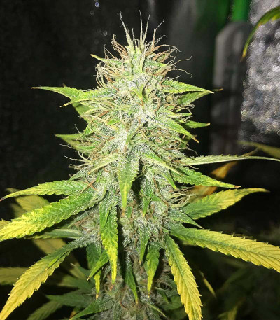 Сорт Fat Bastard Auto fem (Blimburn Seeds) Сорт Fat Bastard Auto fem (Blimburn Seeds) — изображение 3
