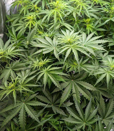 Сорт Fat Bastard Auto fem (Blimburn Seeds) Сорт Fat Bastard Auto fem (Blimburn Seeds) — изображение 4