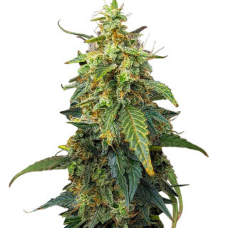 Сорт Fat Bastard Auto fem (Blimburn Seeds)