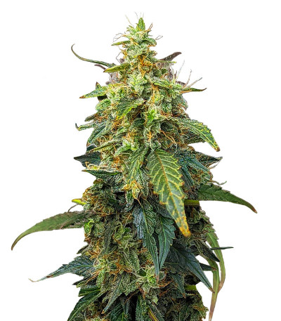 Сорт Fat Bastard Auto fem (Blimburn Seeds) Сорт Fat Bastard Auto fem (Blimburn Seeds)