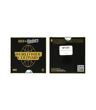 Сорт Fat Bastard Auto fem (Blimburn Seeds) Сорт Fat Bastard Auto fem (Blimburn Seeds) — изображение 2