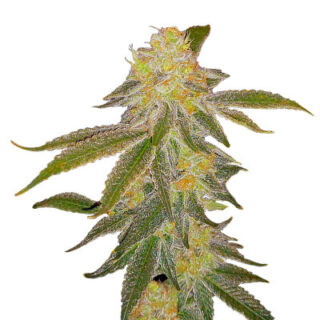 Сорт Future #1 fem (Blimburn Seeds)