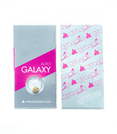 Сорт Auto Galaxy fem (Pyramid Seeds) Сорт Auto Galaxy fem (Pyramid Seeds) — изображение 2