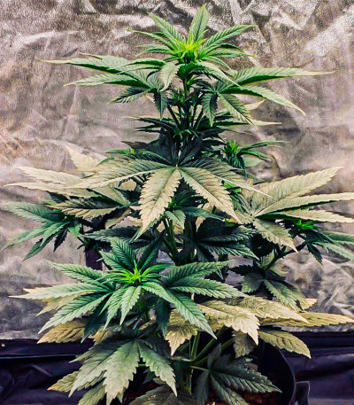 Сорт GG4 Sherbet FF fem (FastBuds) Сорт GG4 Sherbet FF fem (FastBuds) — изображение 3